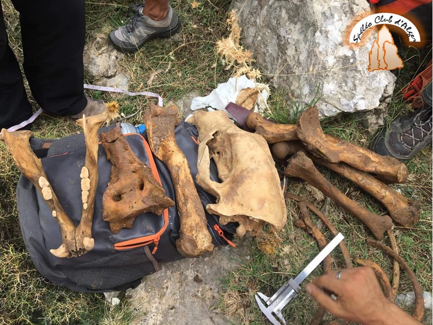 Découverte d’ossements, de l’Ours brun « ursus arctos » à Djurdjura (Photos)